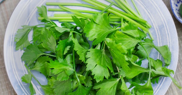 Chinese Parsley